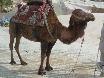 P1040621.JPG 3456x2592 index 377